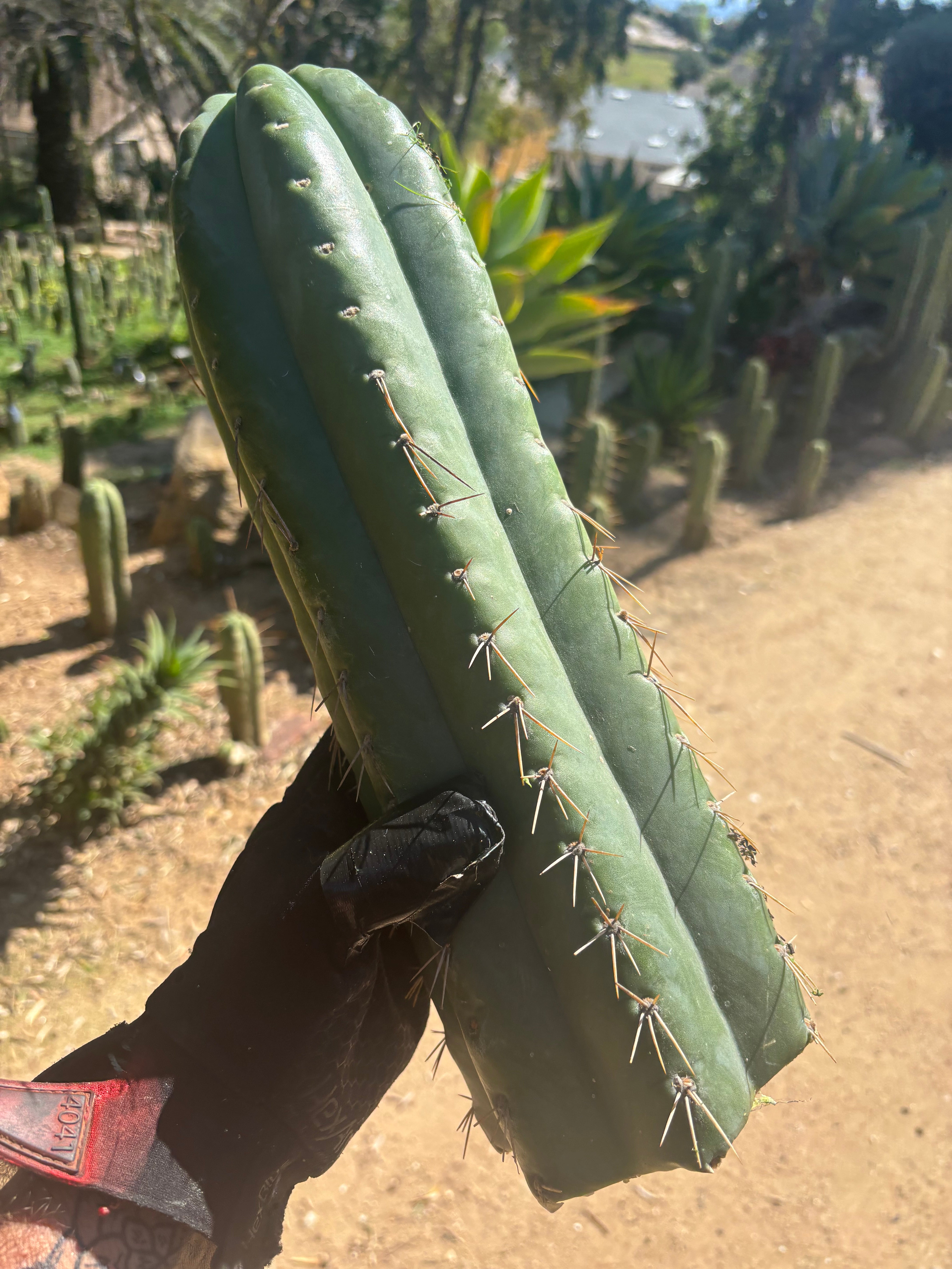💎🌶️ Fields x SS02 — MASSIVE 14” Tip
