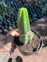 👑🌶️🌶️ KR04 — Another Rooted Slab Graft w/ Pup