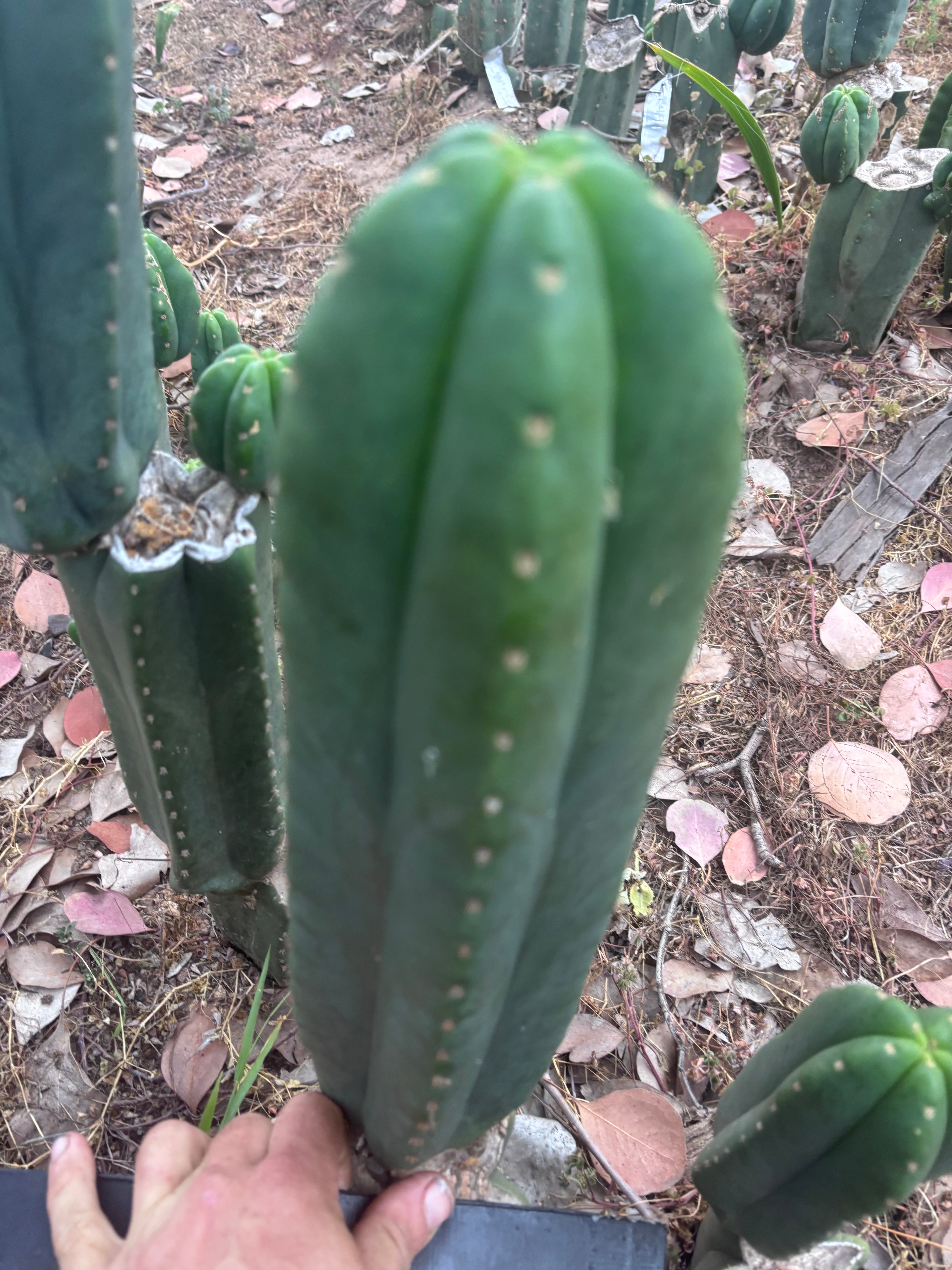 👑🌶️ Scop A — XL 13.5” Pup