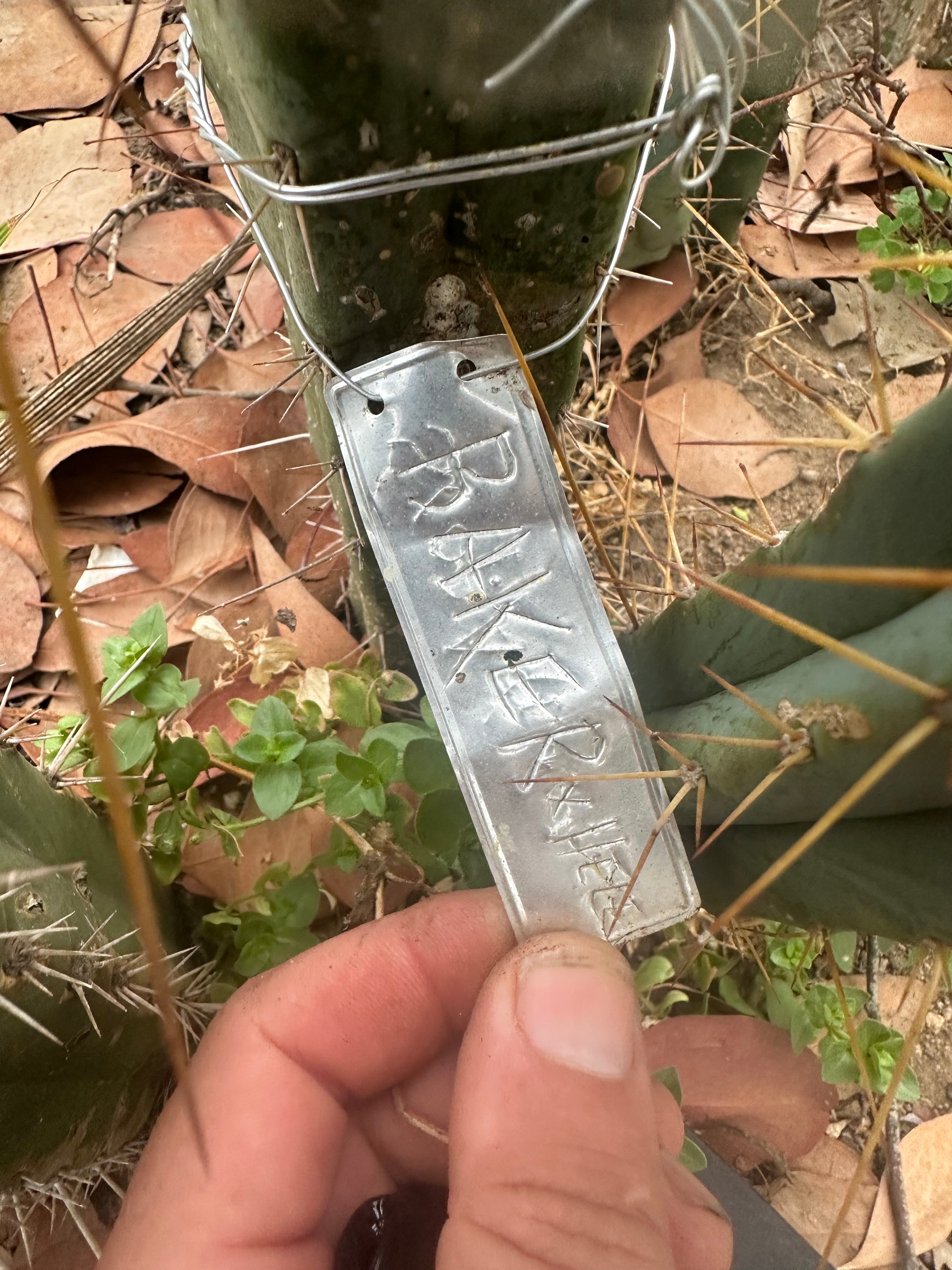 🌶️ Baker Helen Bridge — 12” Tip