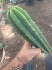 👑🌶️🌶️ Landfill — 11” Tip