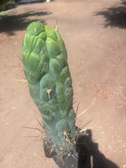 💎👑 Bruce’s Dragon — XXL 14” Tip