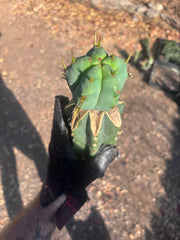 👑💎🌶️  CSD — Beefy Tip Graft