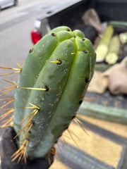 💎🌶️ SS02 x Yowie  — Massive 11” Tip