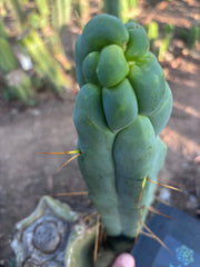 👑🌶️ Caballero — 9” Tip