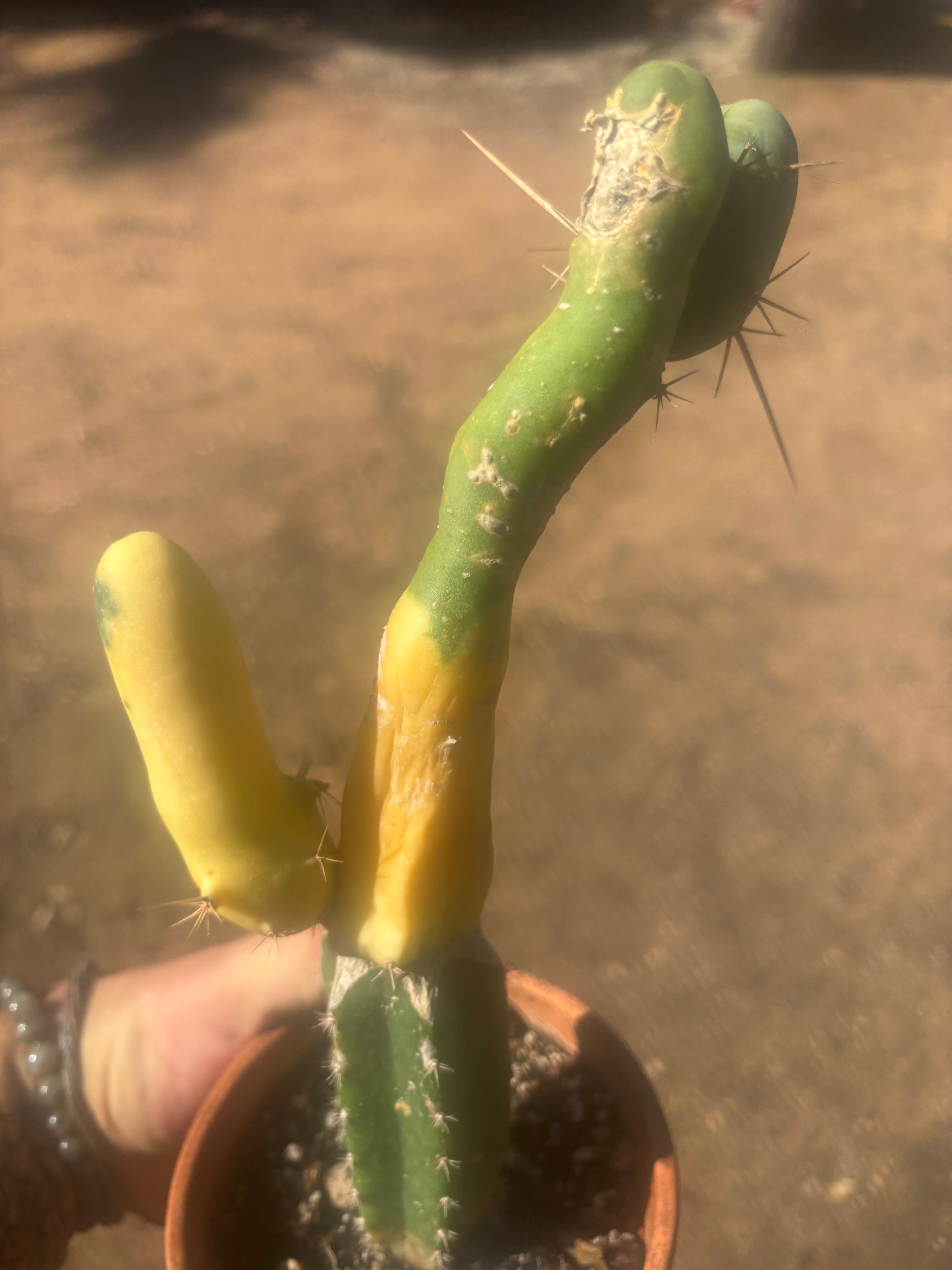 💎👑💎🌶️🌶️ TBM-b Variegated— Long Established Graft on Rooted Stock