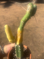 💎👑💎🌶️🌶️ TBM-b Variegated— Long Established Graft on Rooted Stock