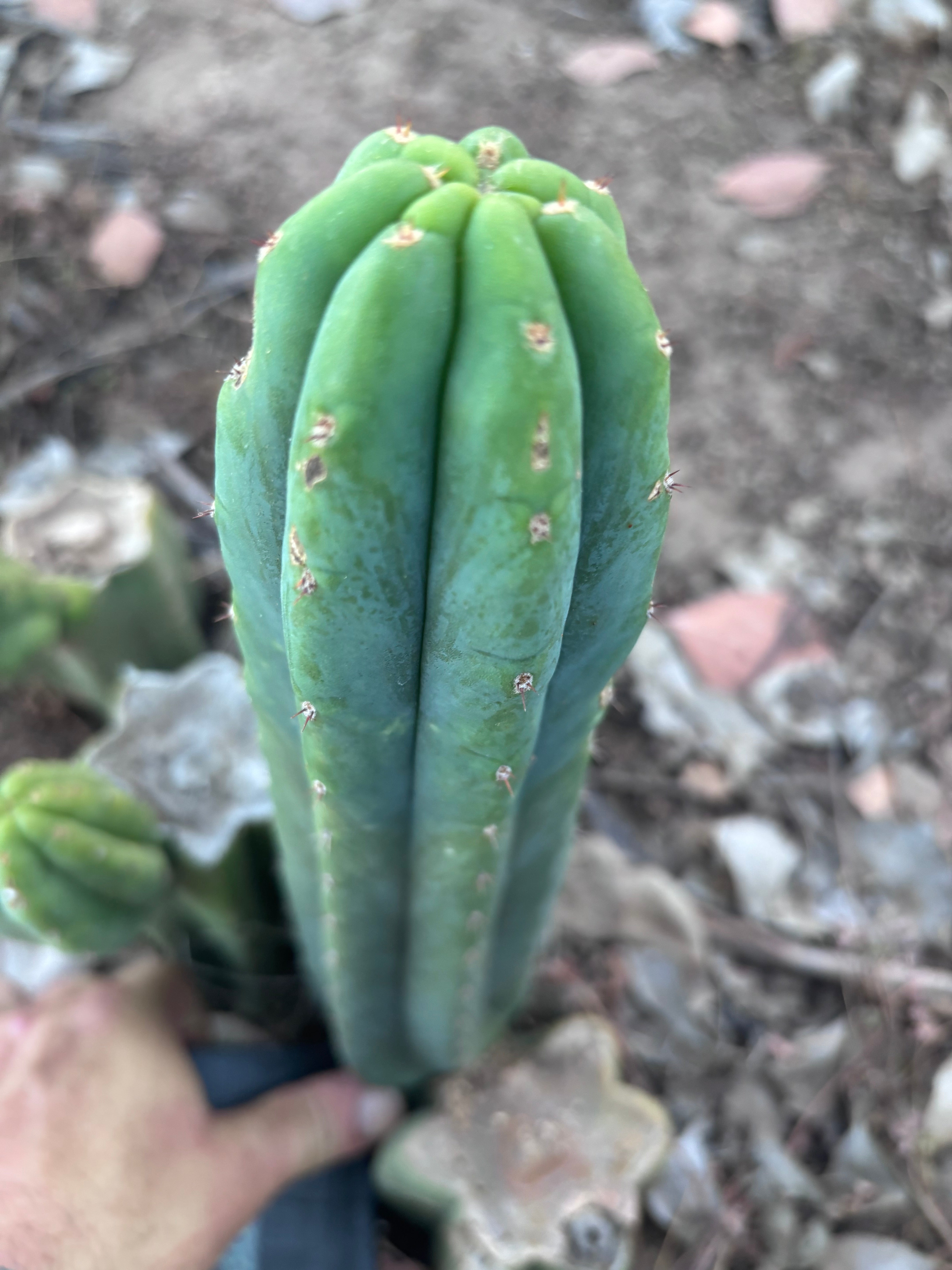 Custom listing for Alexi P