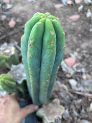 Custom listing for Alexi P