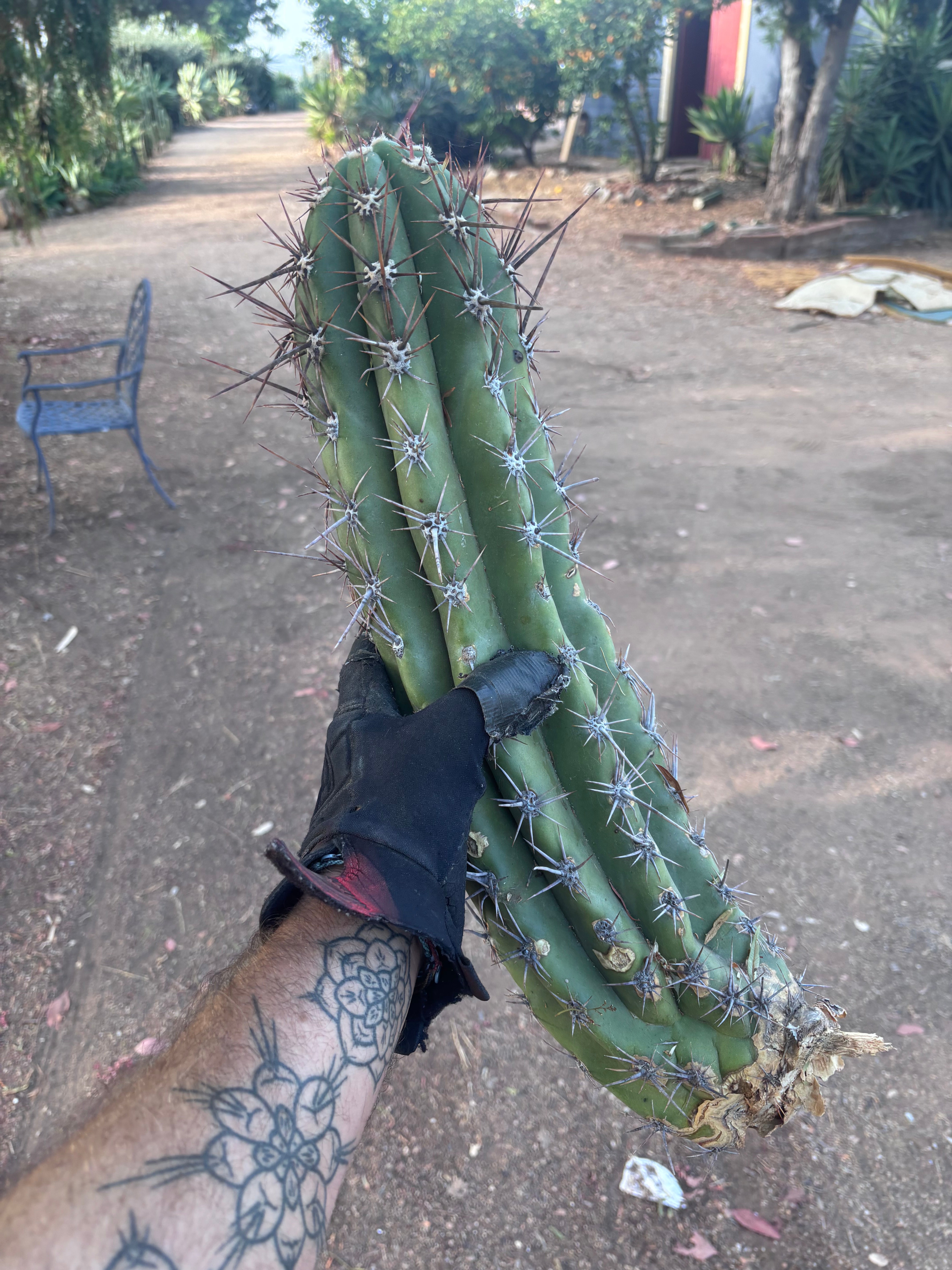💎 Taquimbalensis — XL 17” Pup
