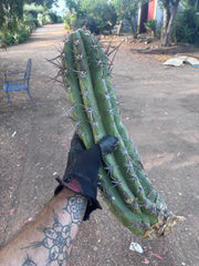 💎 Taquimbalensis — XL 17” Pup