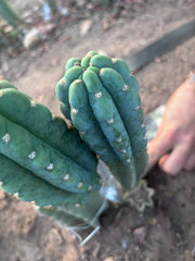 💎👑🌶️  Ichoca — 10” Pup