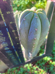 👑🌶️ Pierre — Chonky 12” Tip