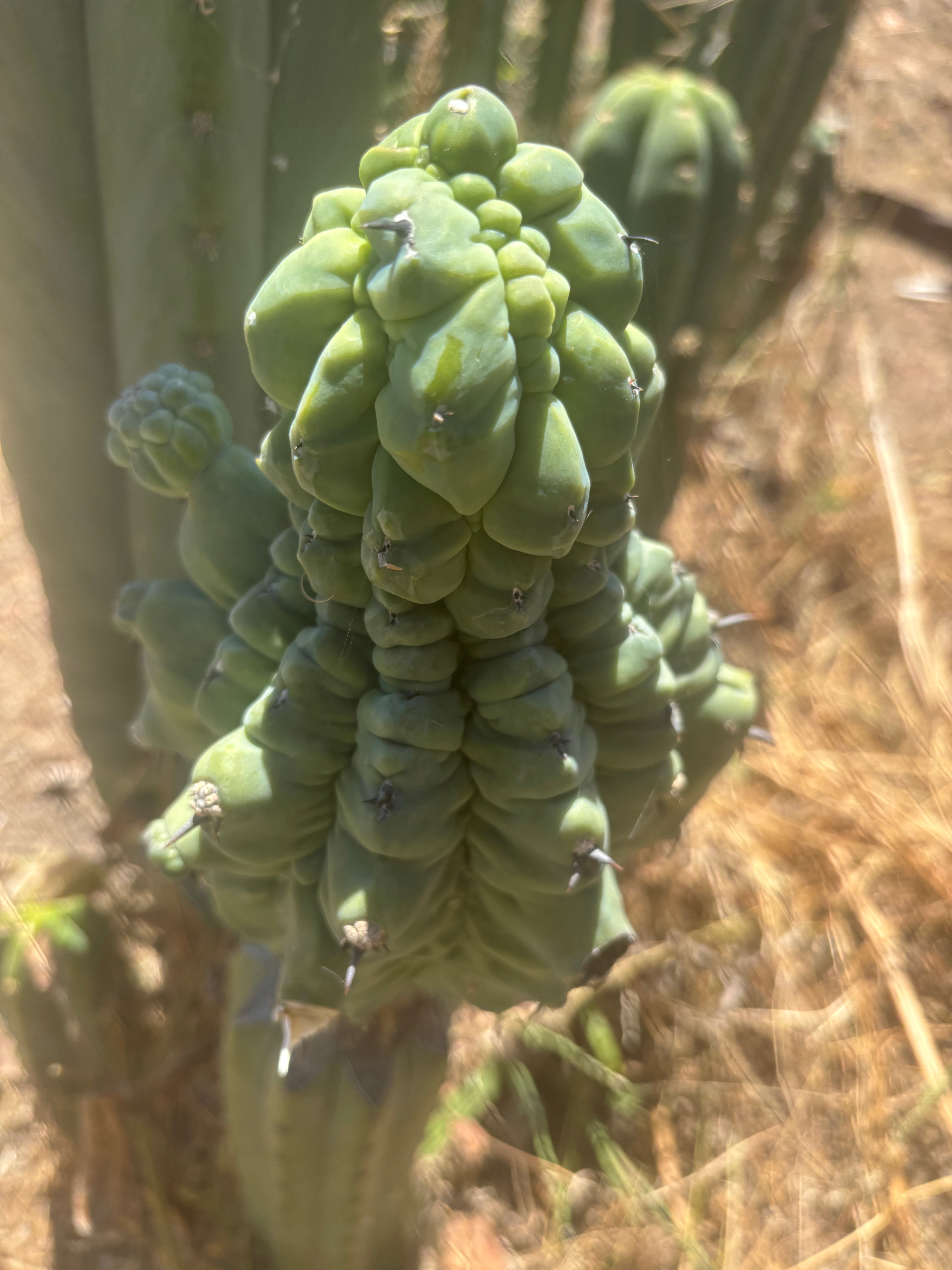 👑💎 Glorp — FAT XXL Graft