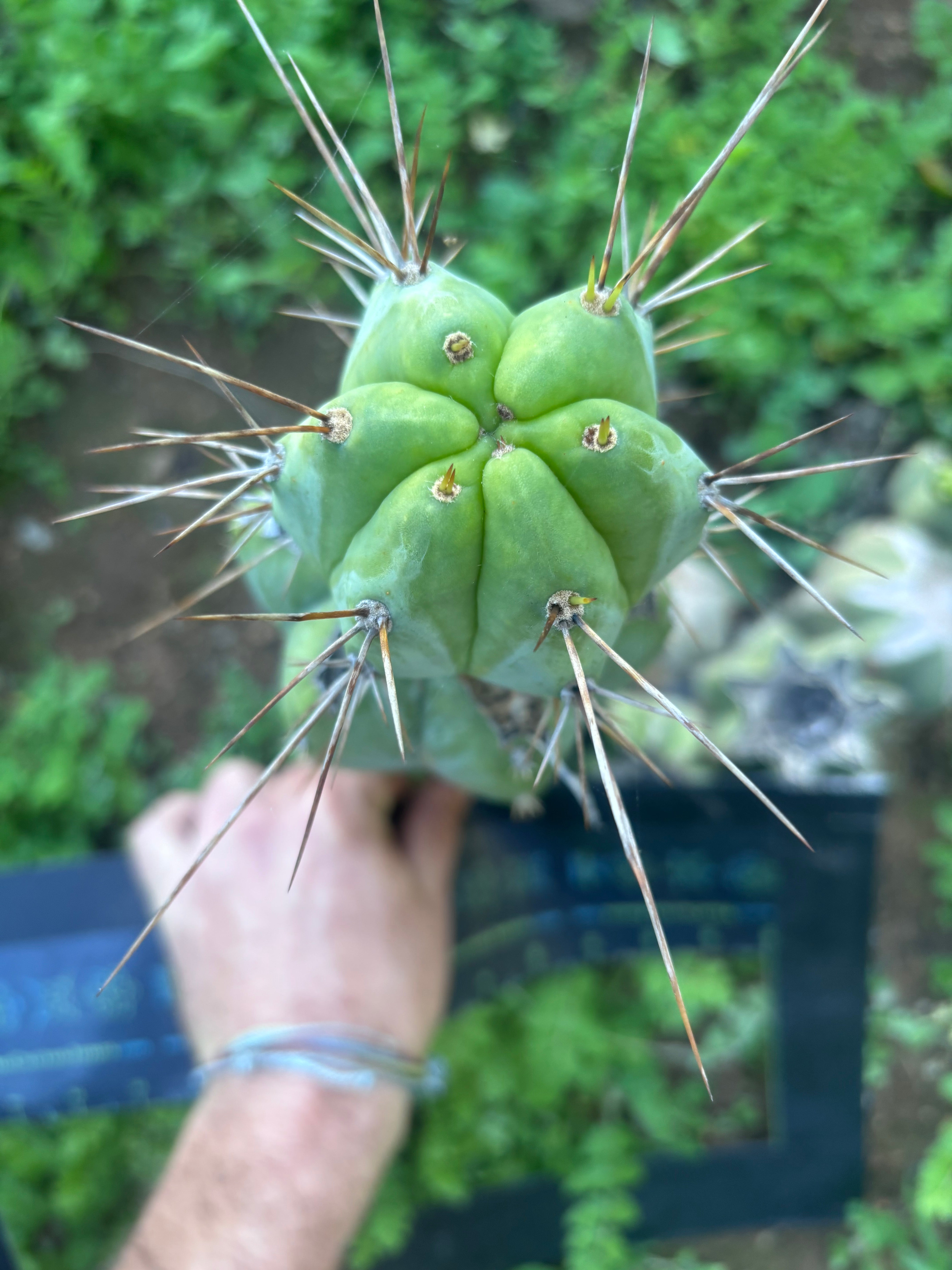 👑💎🌶️  CSD — Established Beefy Tip Graft