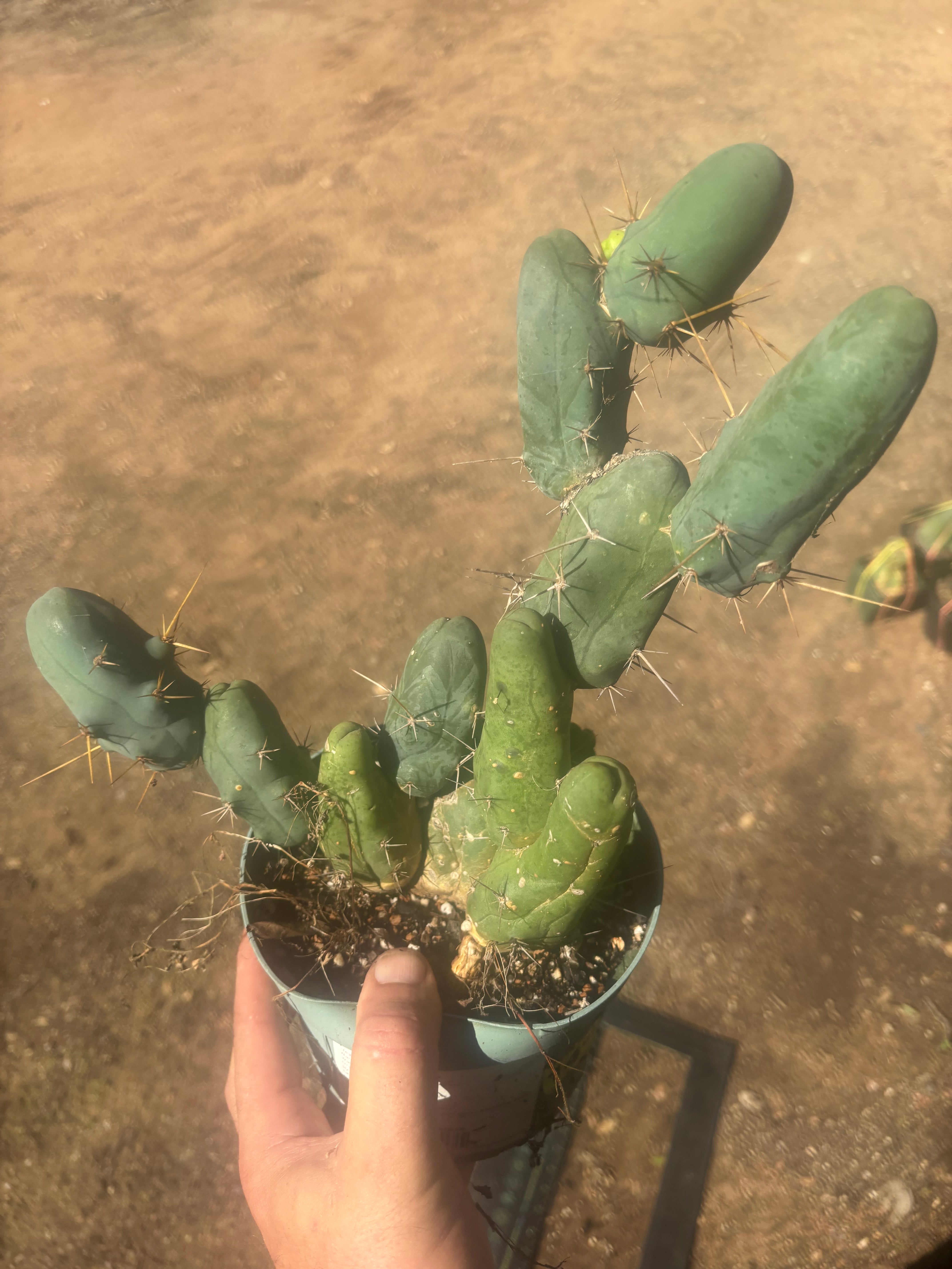 👑🌶️🌶️  TBM Clone B — Fully Rooted, 12 Segments