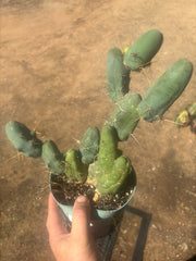 👑🌶️🌶️  TBM Clone B — Fully Rooted, 12 Segments