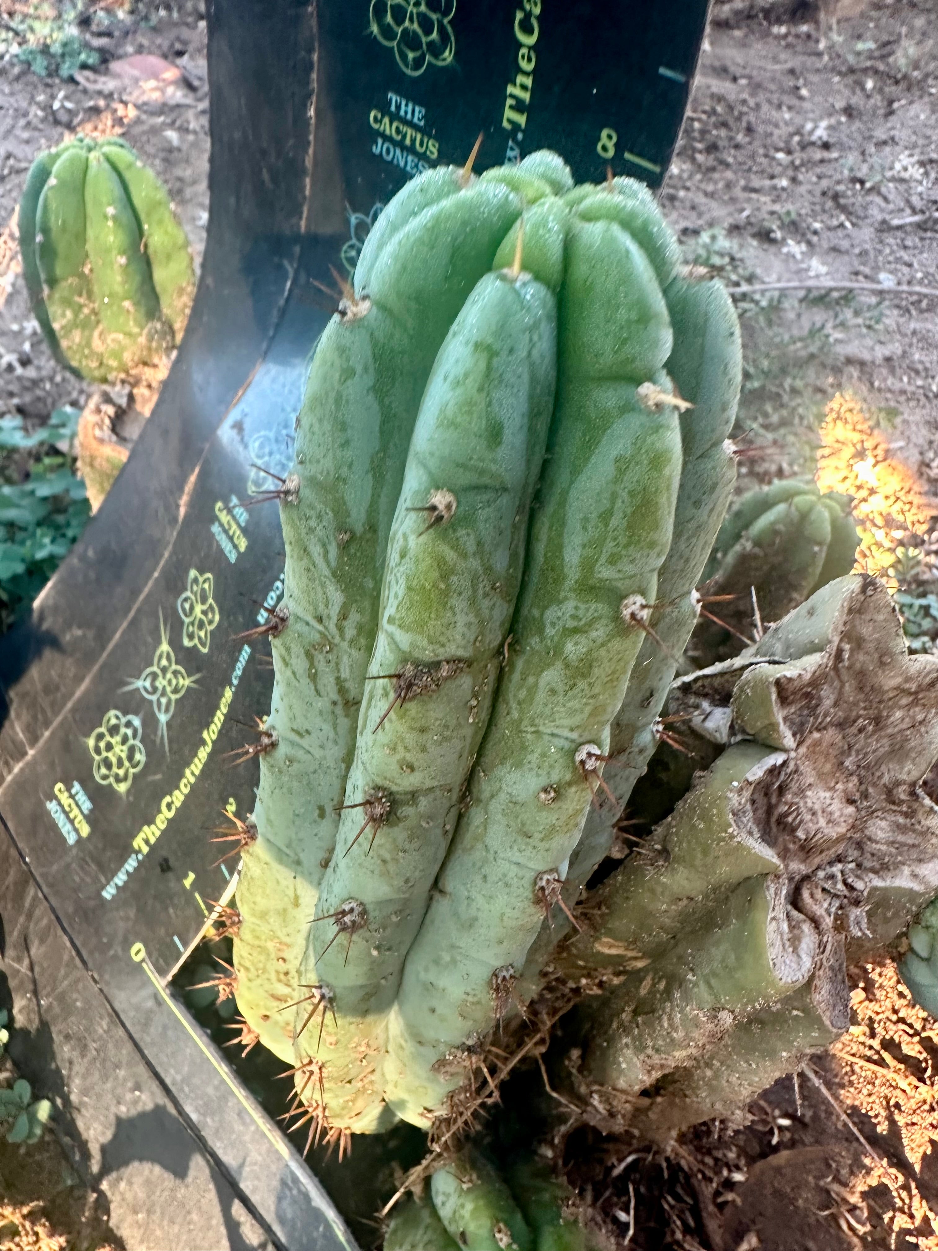 💎👑🌶️🌶️ Another Austy’s Bomb (TNT) — 8” Pup
