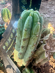💎👑🌶️🌶️ Another Austy’s Bomb (TNT) — 8” Pup