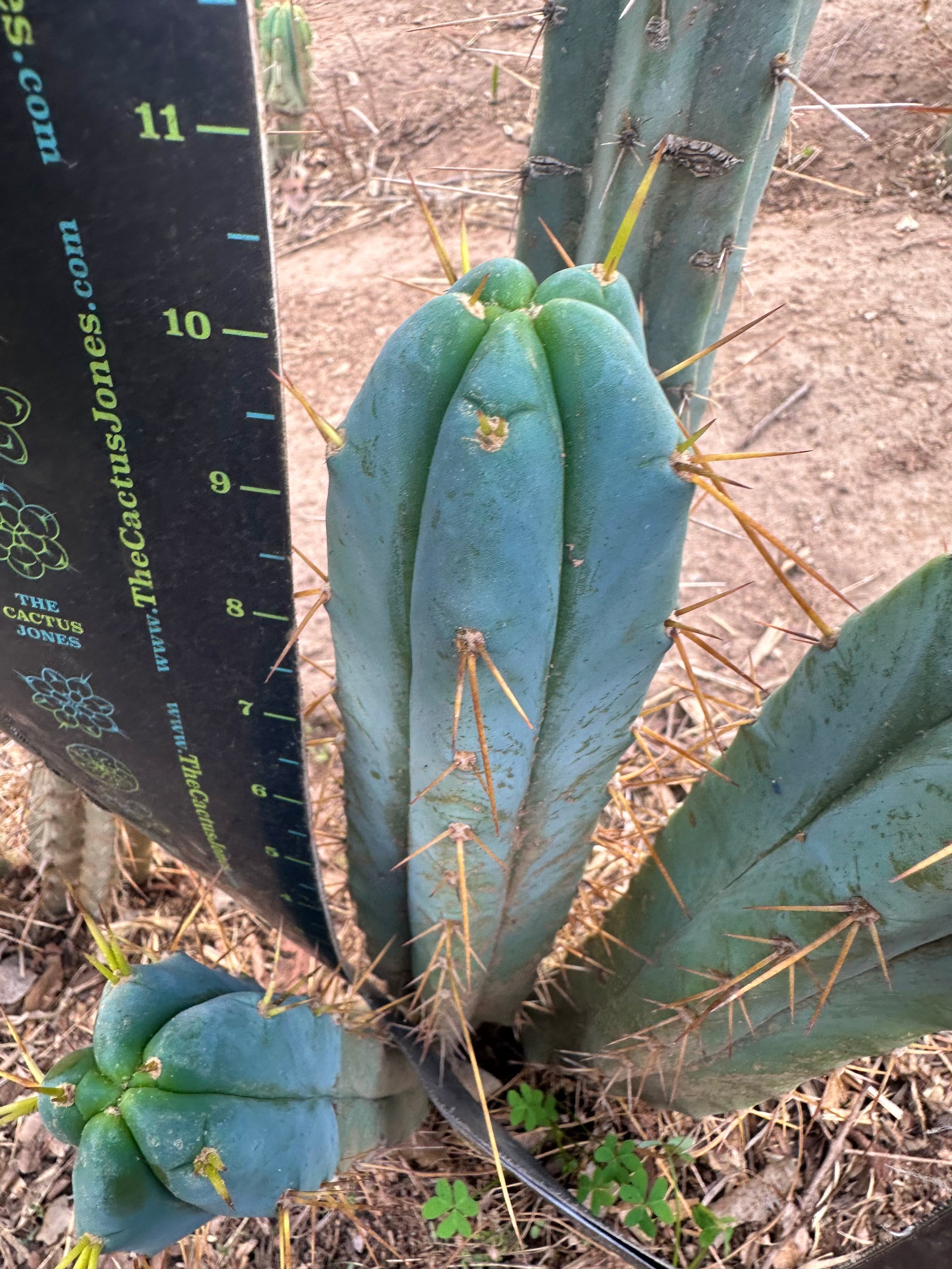 👑🌶️ S.S. Achuma — 10” Tips (2)