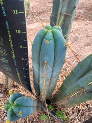 👑🌶️ S.S. Achuma — 10” Tips (2)