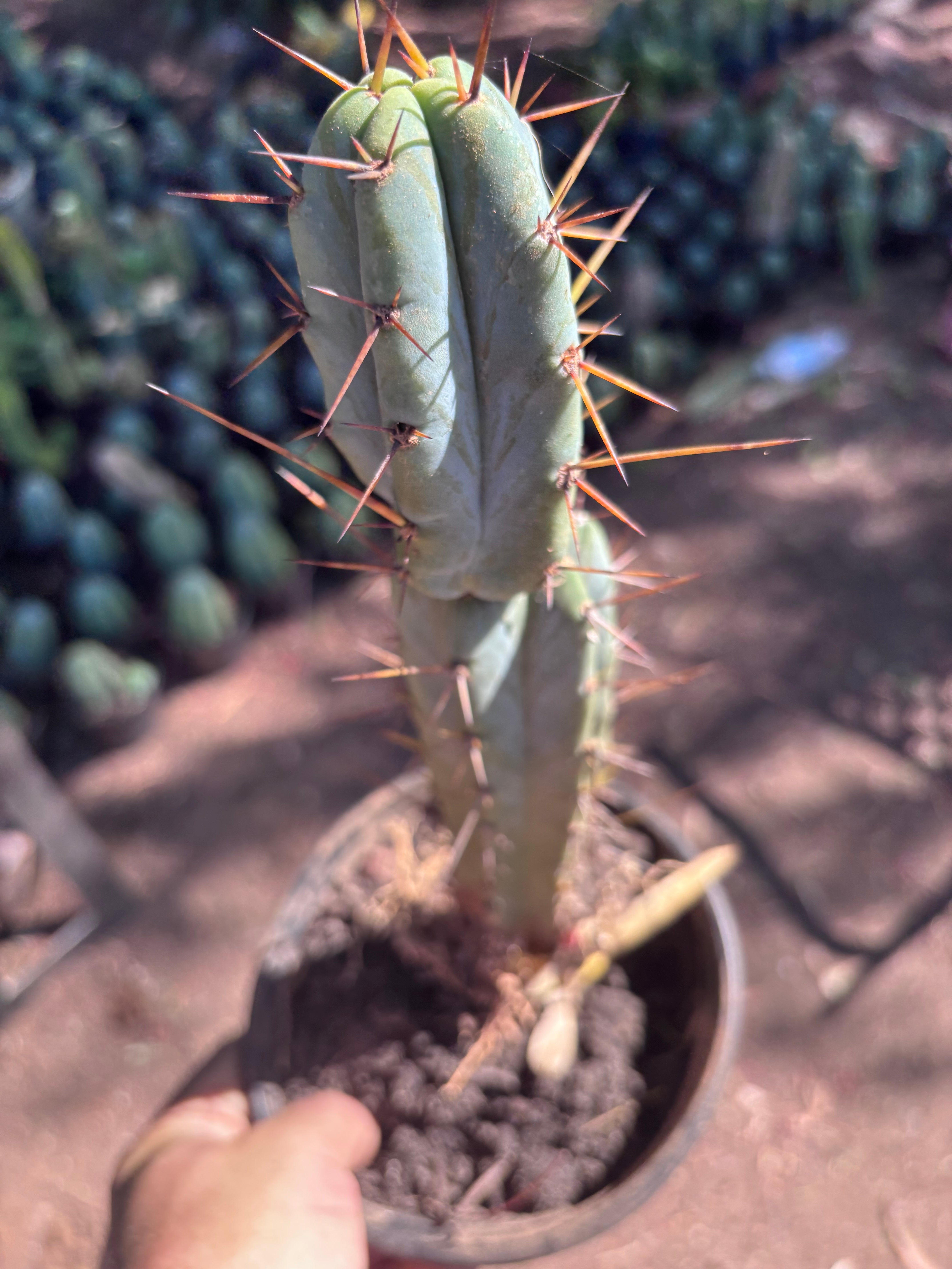 👑🌶️ SFBG — Rooted 13”