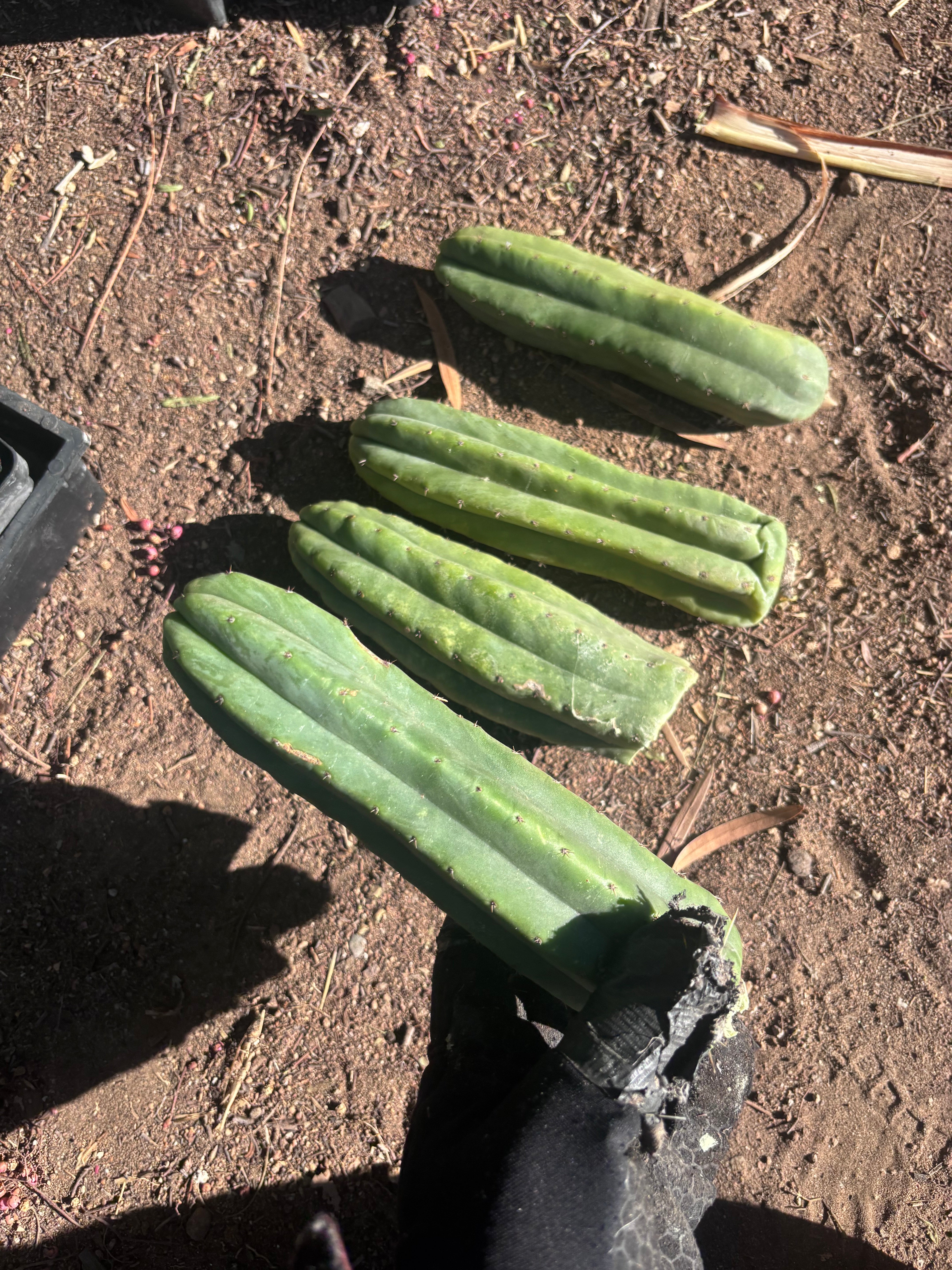 👑🌶️🌶️ Ogun — 9” Tips