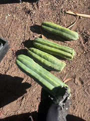 👑🌶️🌶️ Ogun — 9” Tips