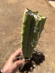👑🌶️ BBB — Another Fully Rooted Stump — 12”