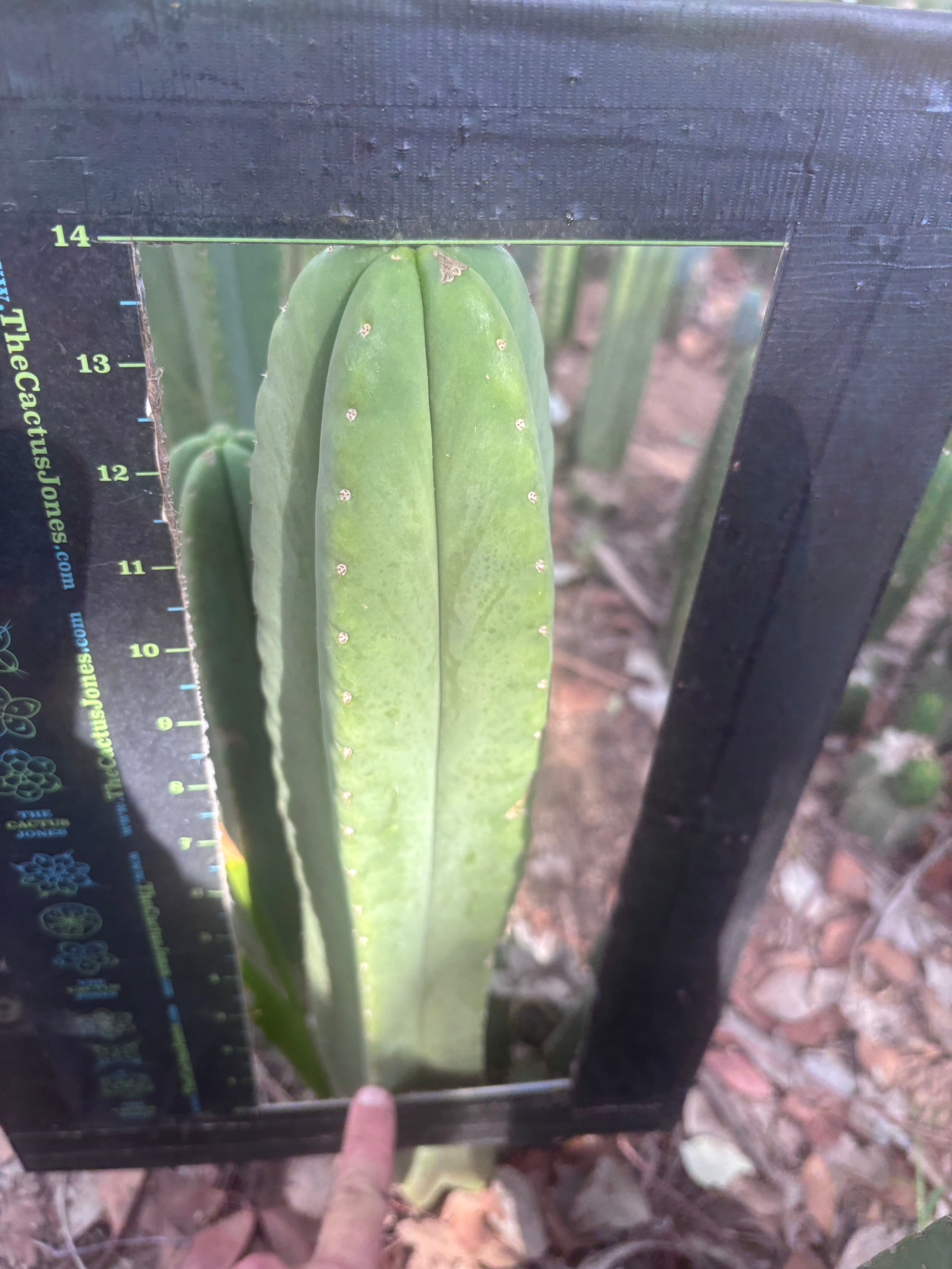 👑🌶️ Scop A — XL 14” Tip