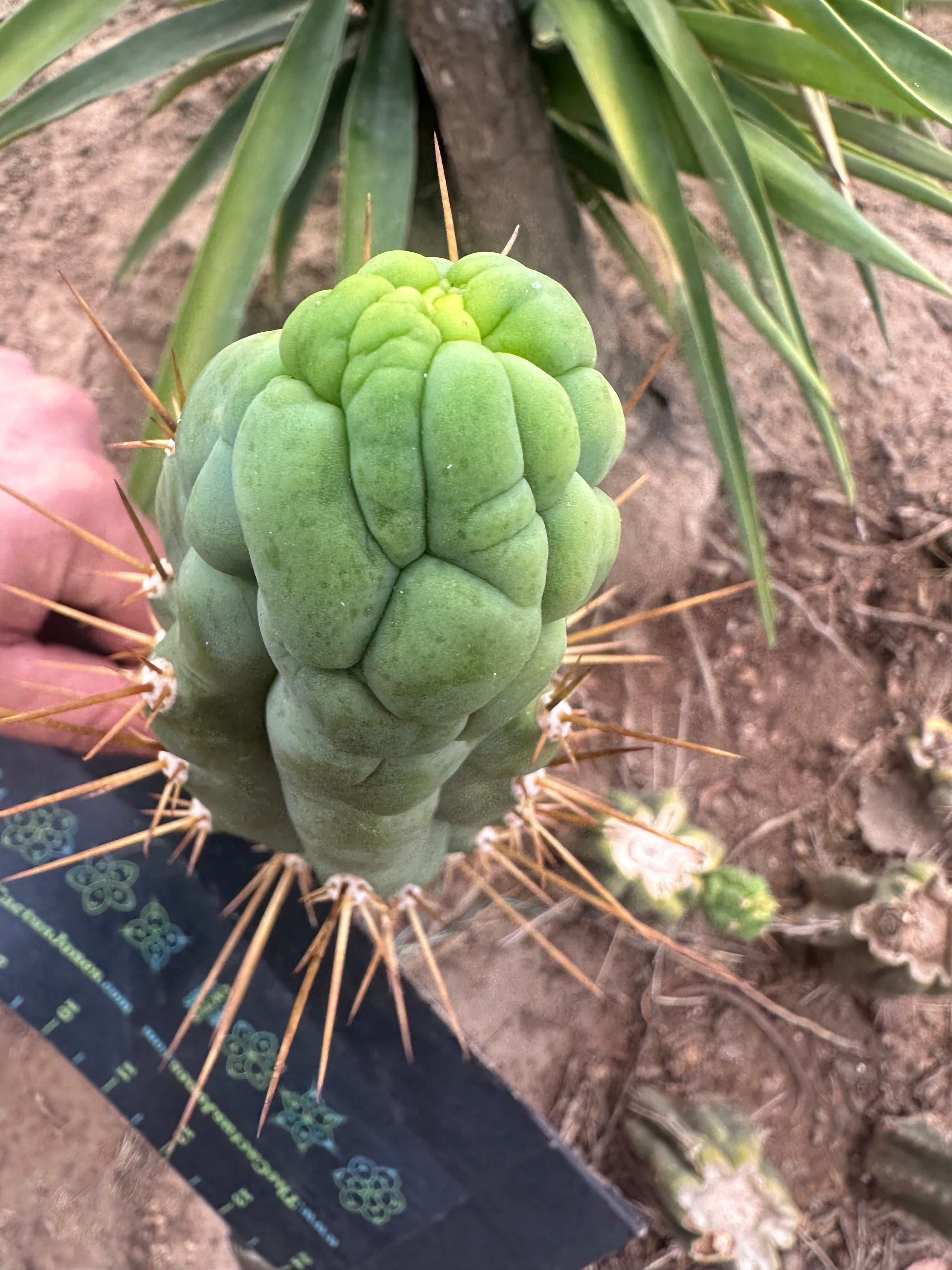 💎👑 Bruce’s Dragon — 8” Pup