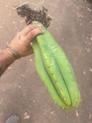 💎 Hulk x Kimnach — XL Seed Grown 18”
