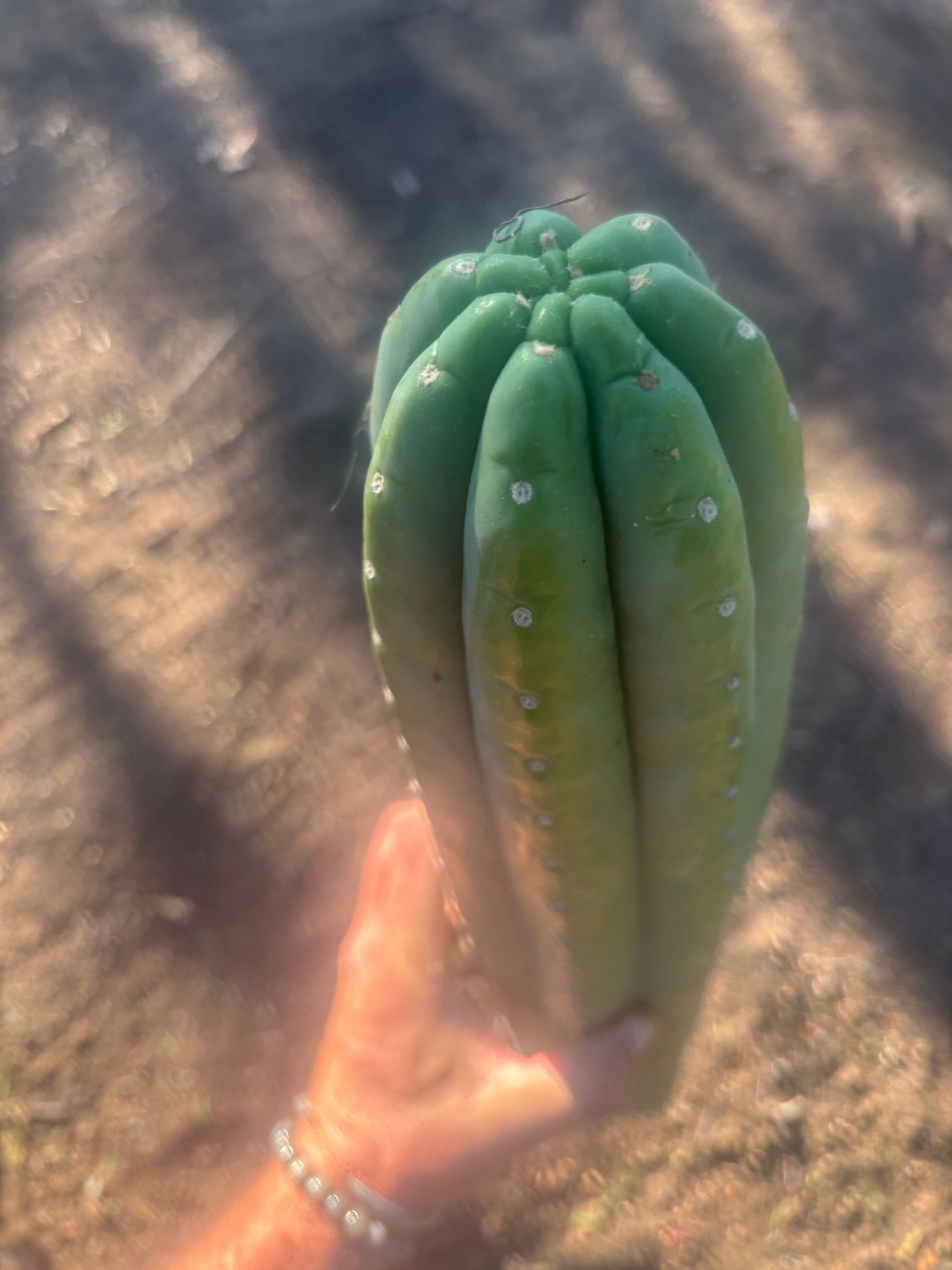 👑💎🌶️ Soozy — Massive Heavy 25” Tip