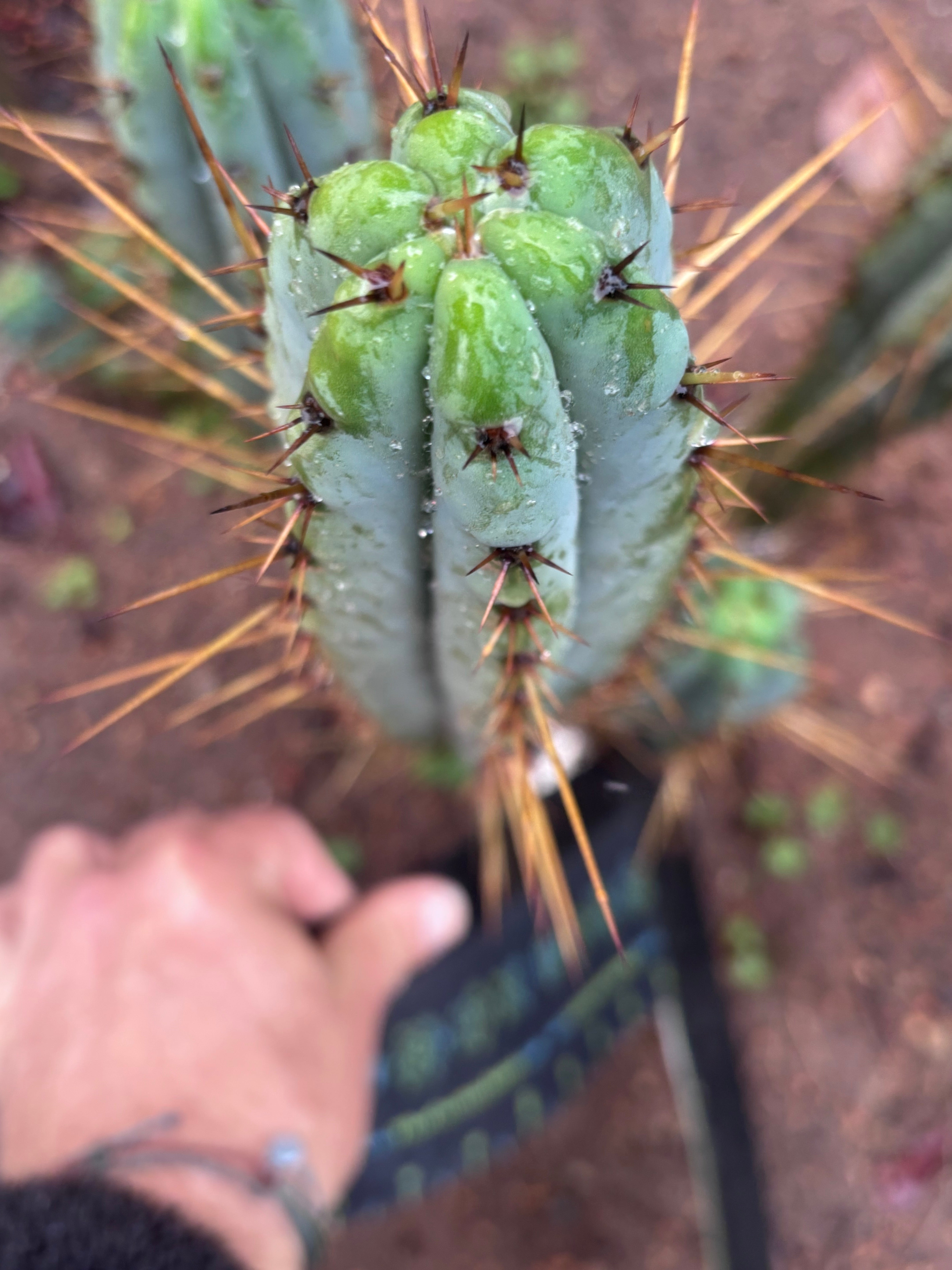 👑🌶️ DeLorean — XL 14” Pup