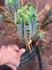 👑🌶️ DeLorean — XL 14” Pup