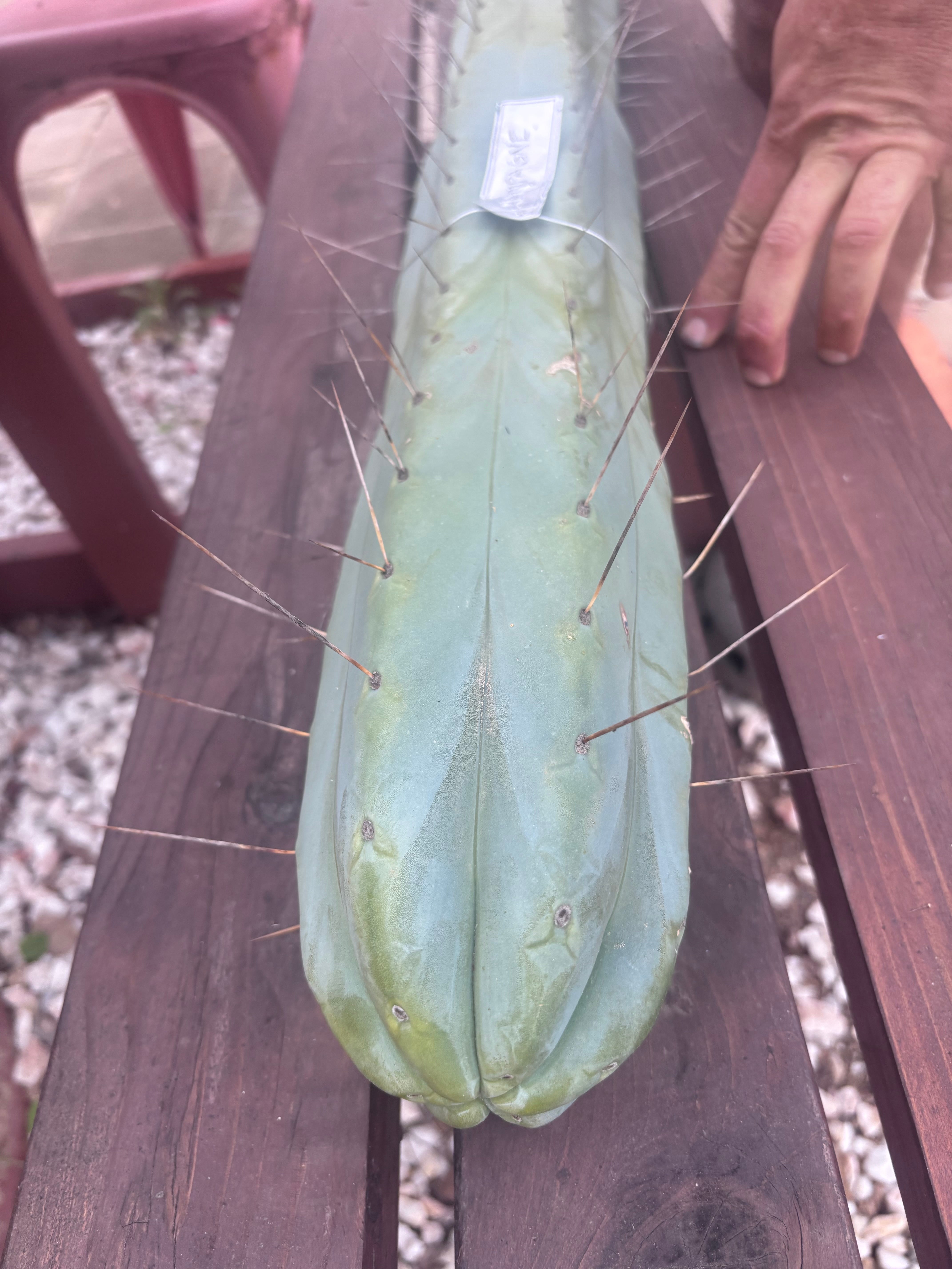 👑🌶️ Champagne — XL 14” Pup