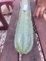 👑🌶️ Champagne — XL 14” Pup