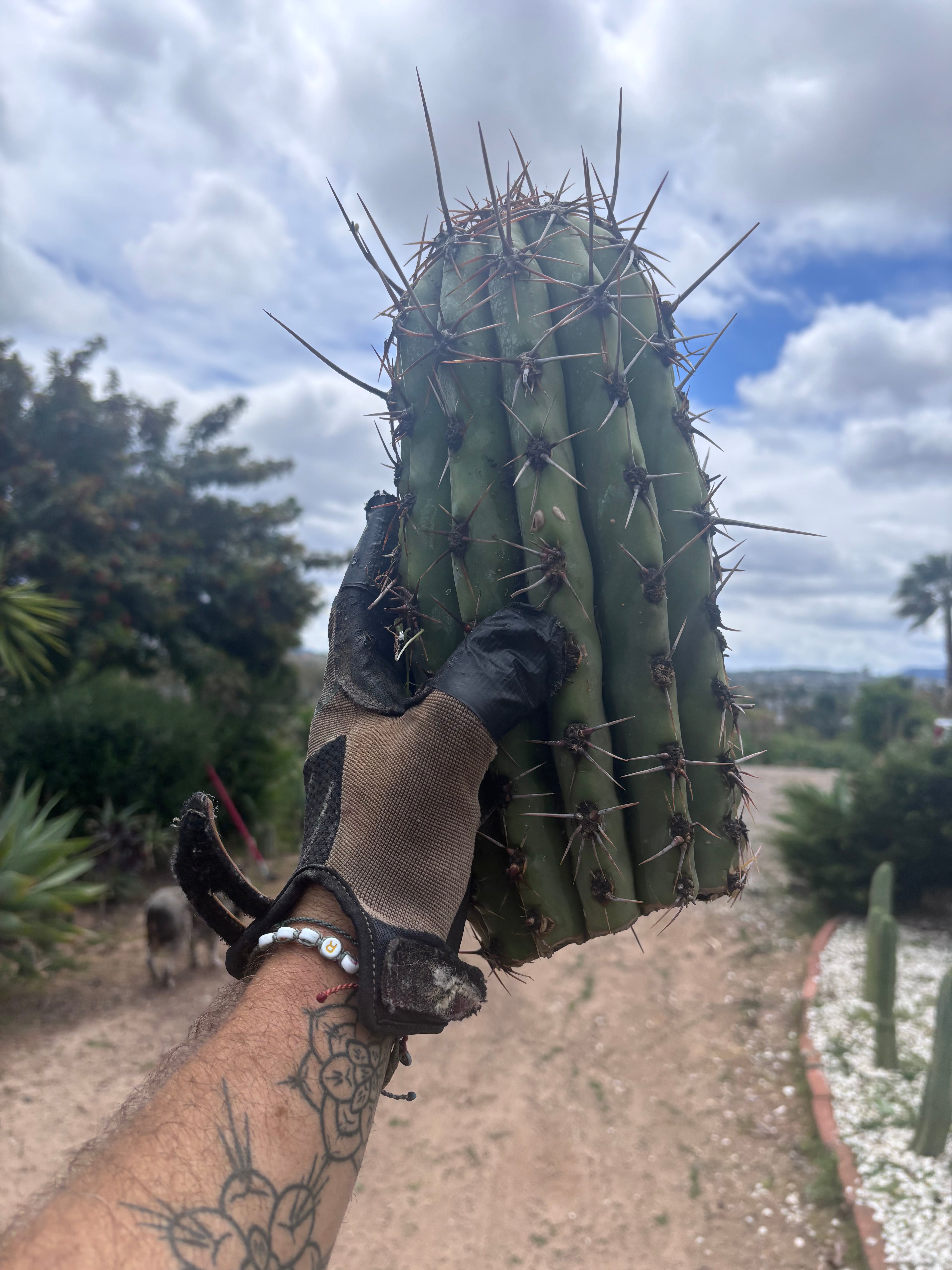 💎 Taquimbalensis — Massive Tip
