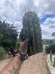 💎 Taquimbalensis — Massive Tip