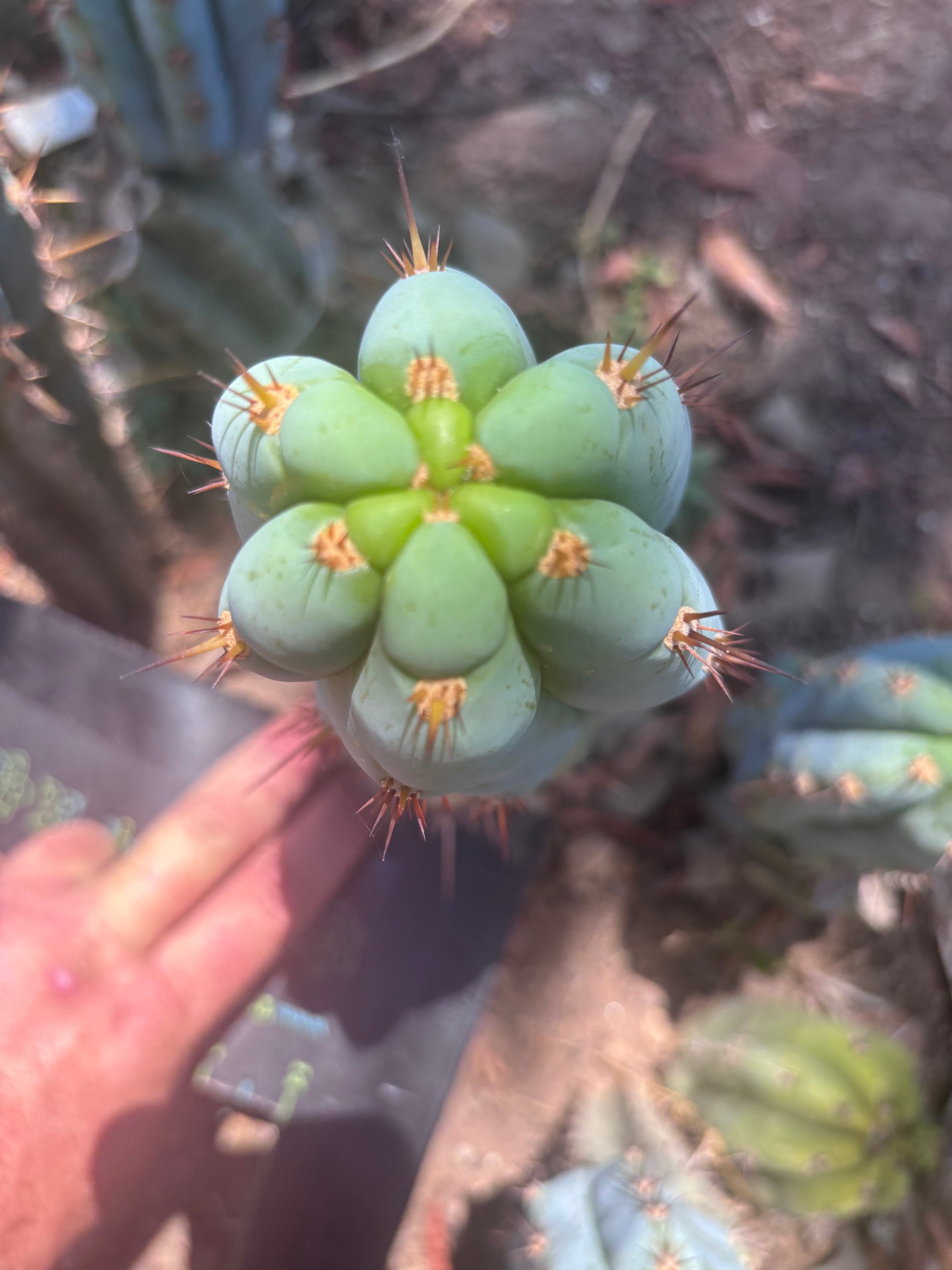 💎👑🌶️ Sharxx Blue — 9.5” Pup