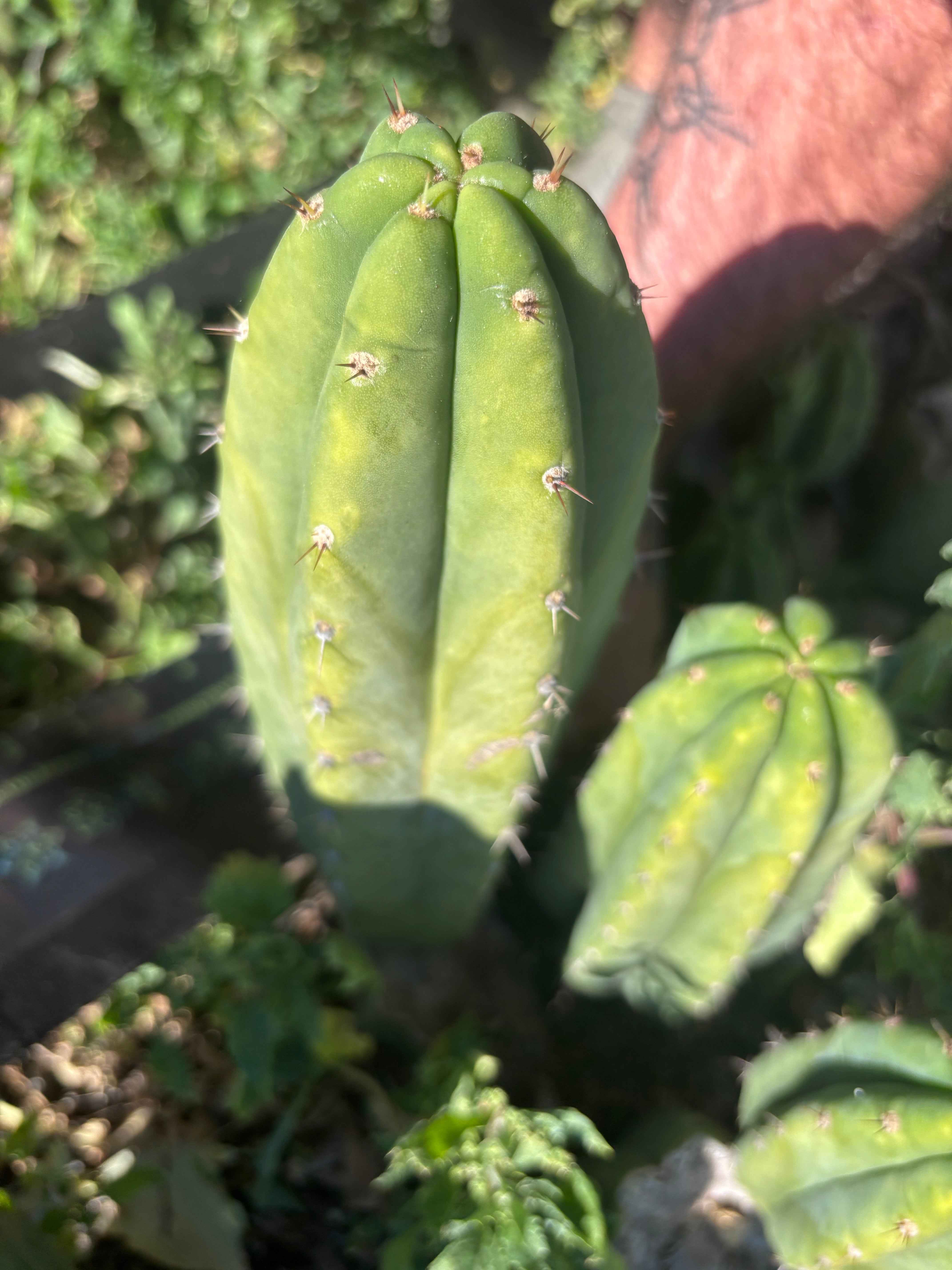 👑🌶️🌶️ Landfill — 11” Pup