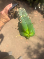 👑🌶️🌶️ Dulzura — Ugly, Rootbound and Pumping 💪15”