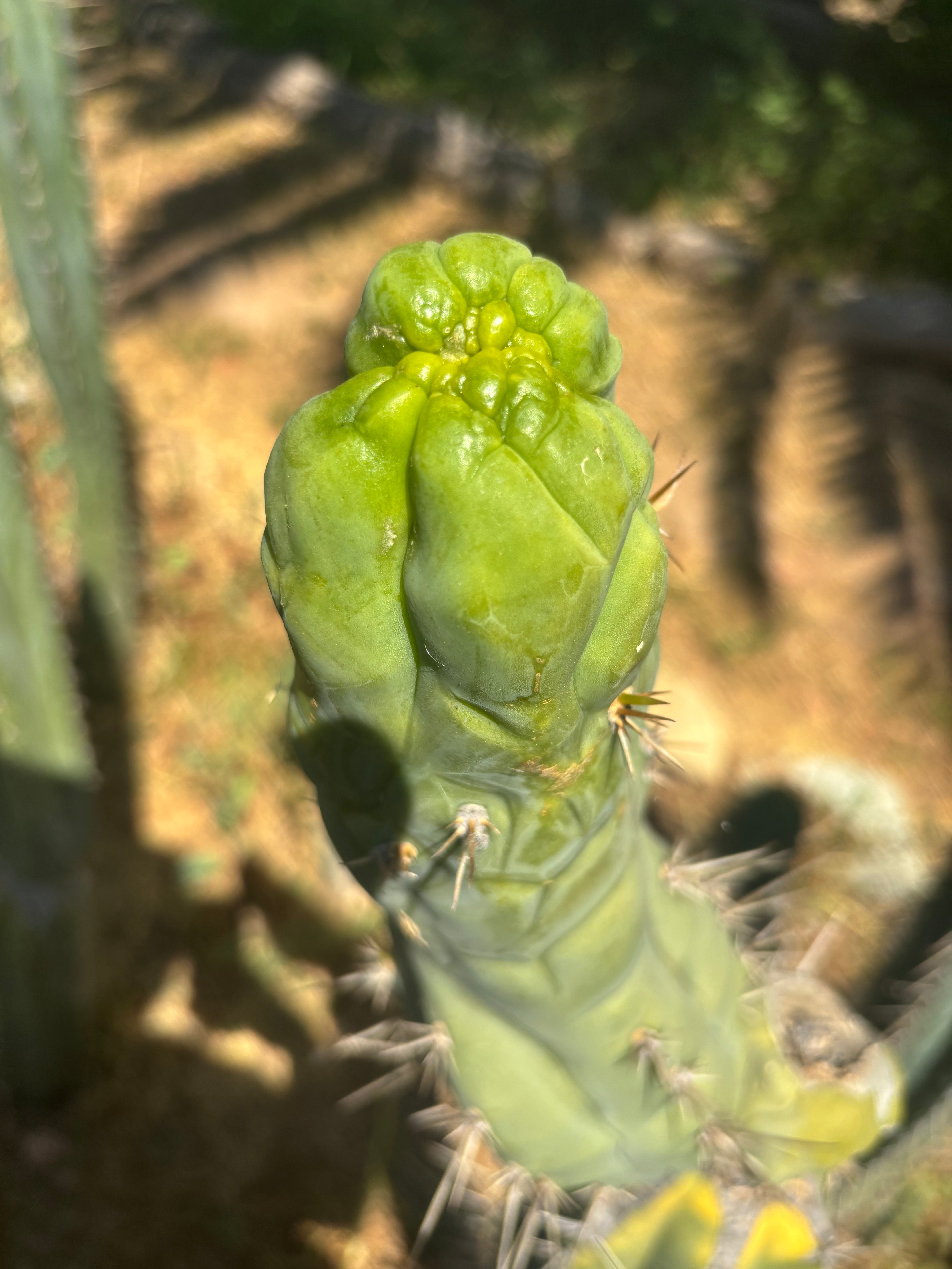 💎👑🐉 Bruce’s Dragon — Thick 8” Tip