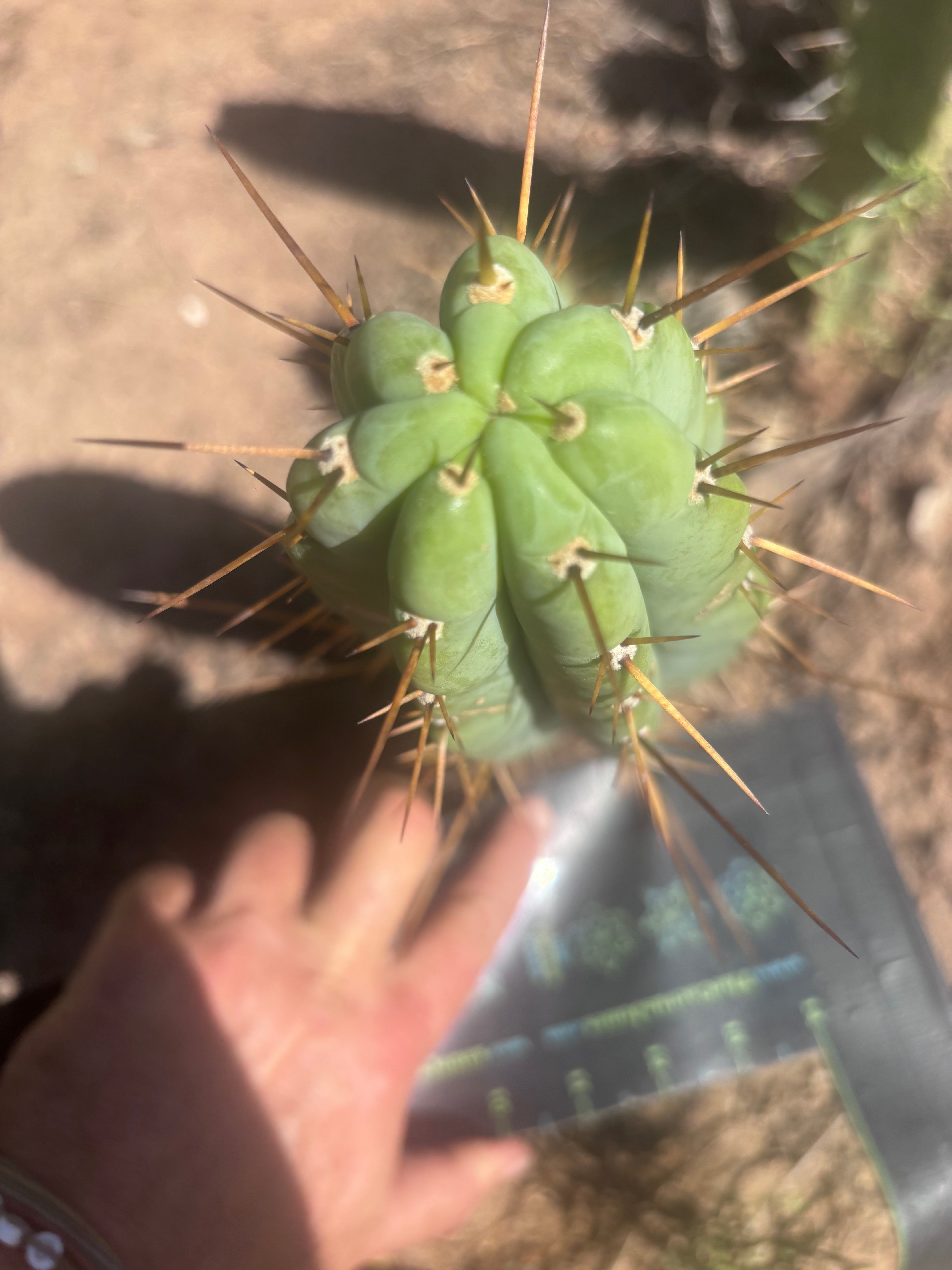 🌶️🌶️⚠️ E.R. — 10” Tip