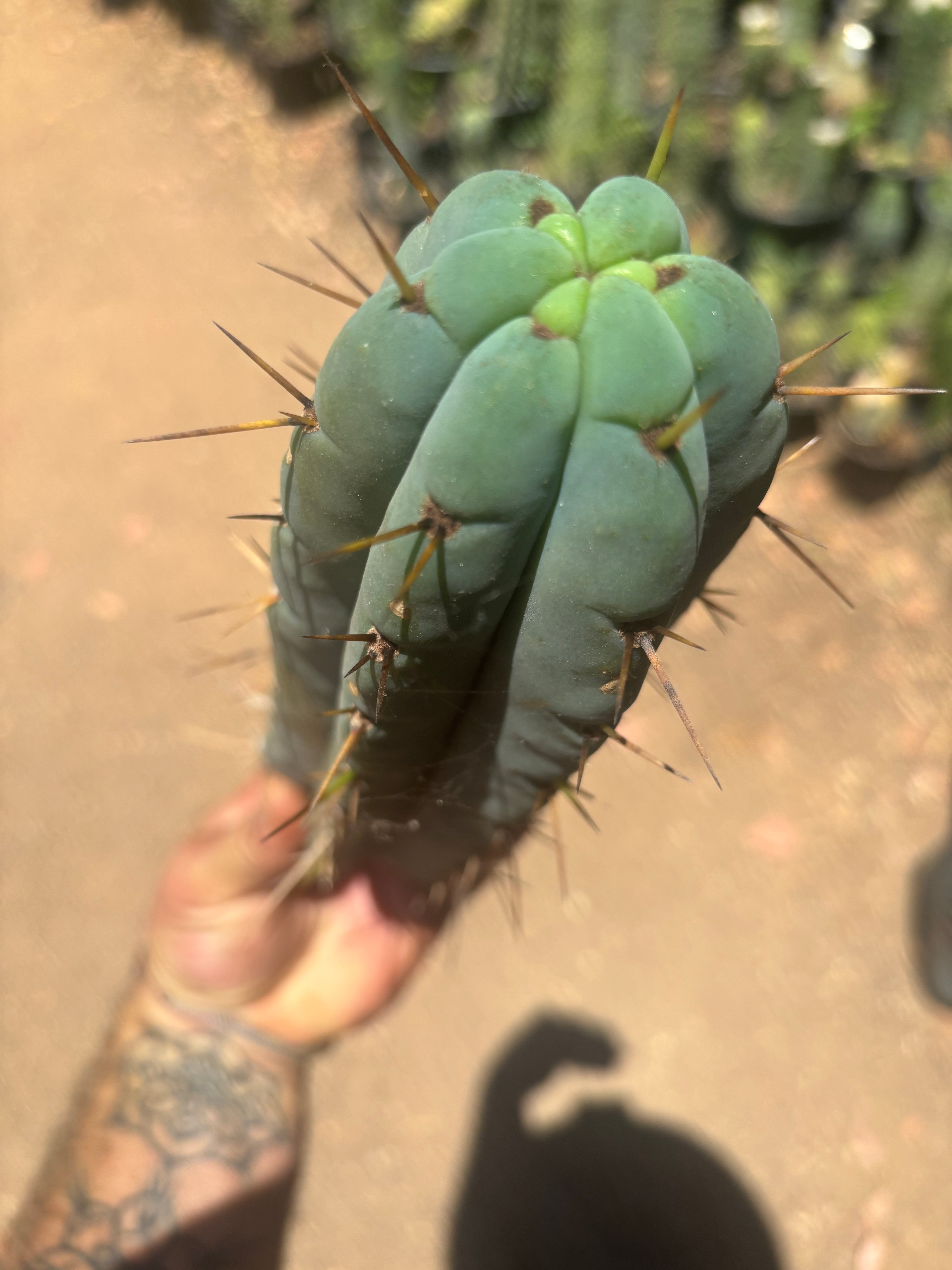 👑🌶️🌶️ Pala — Chonky 11” Pup