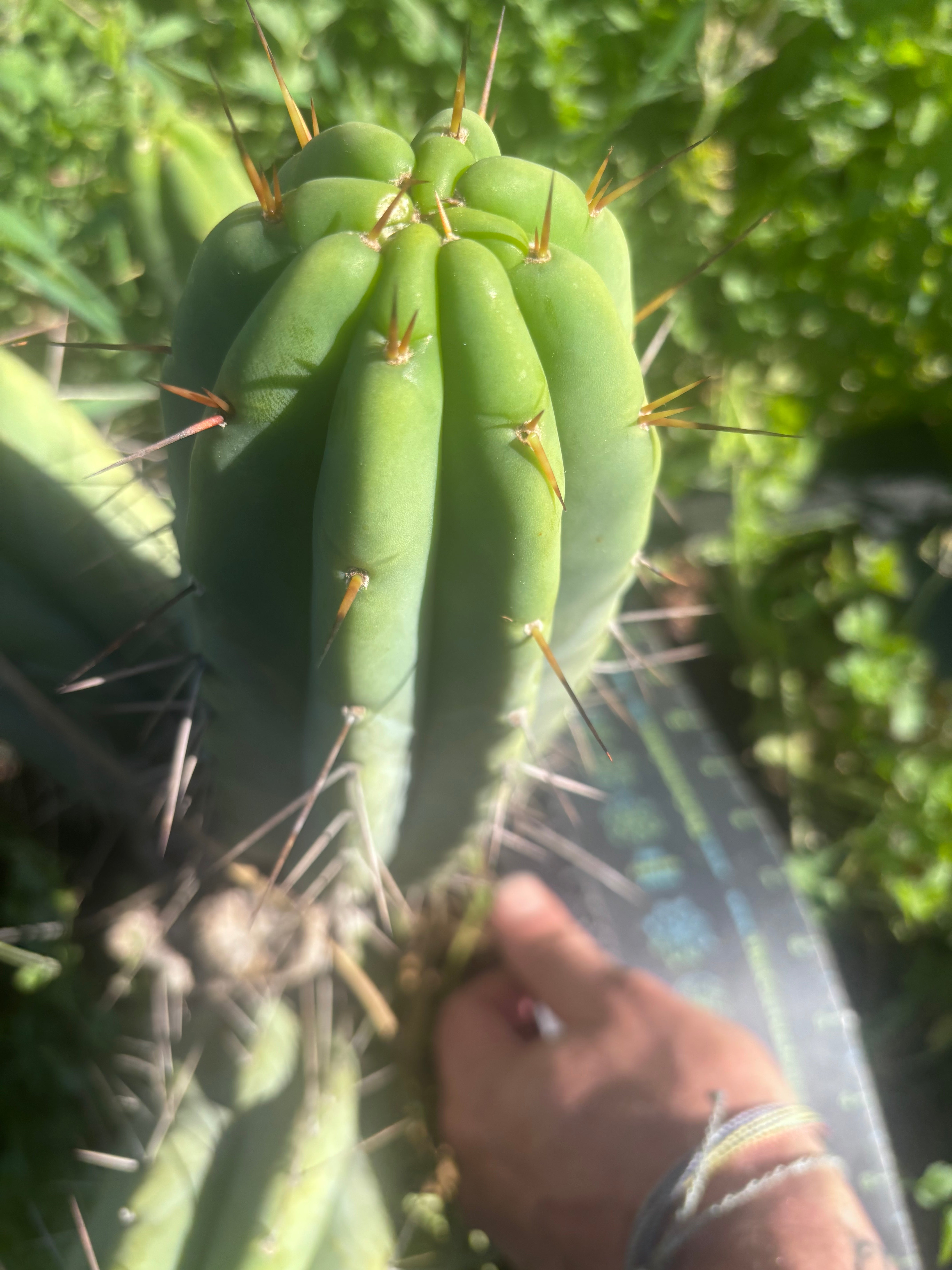 👑🌶️🌶️  Lumberjack — Fat 12” Pup