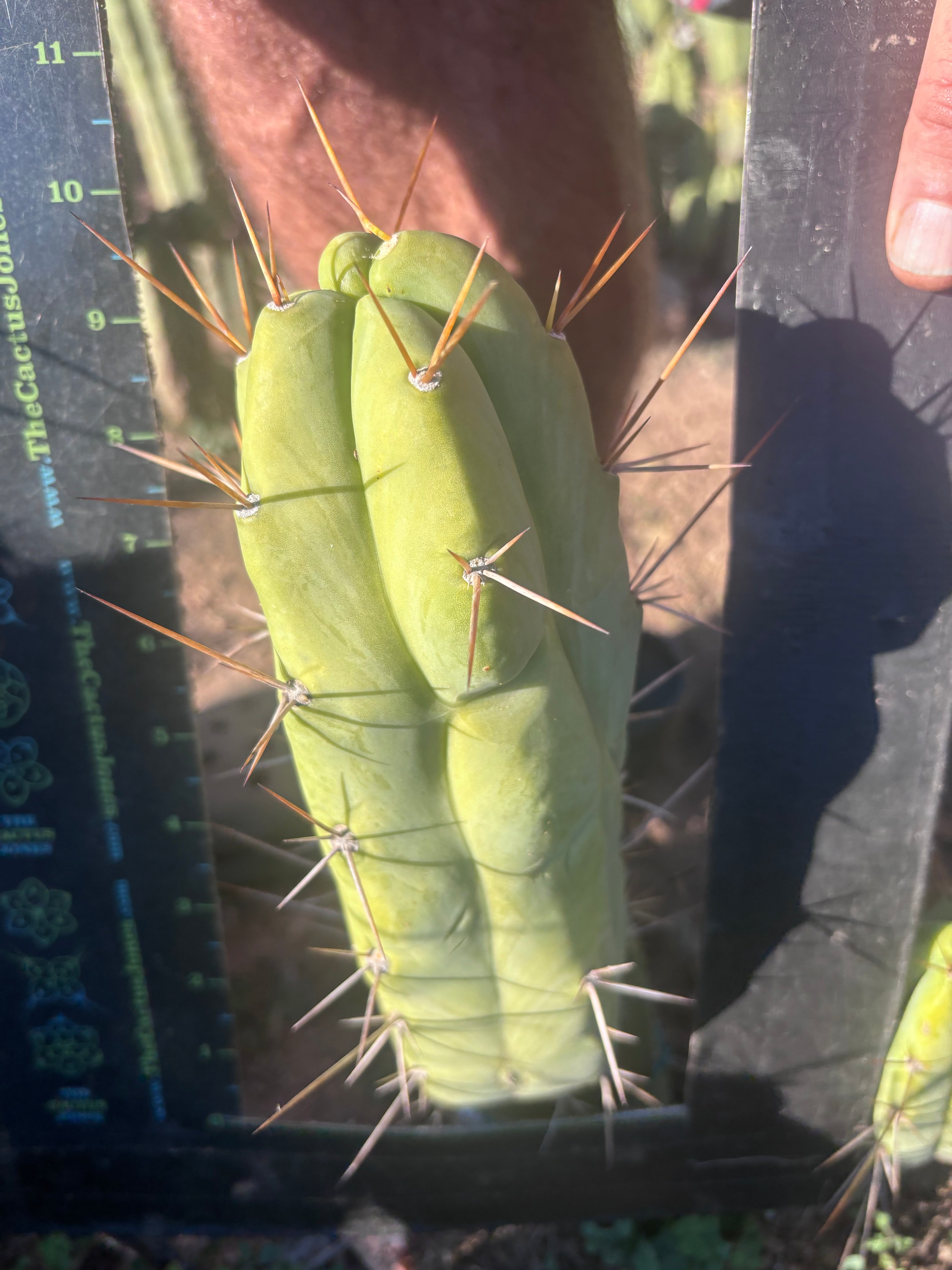 💎👑🌶️ Bruce — 10” Pup