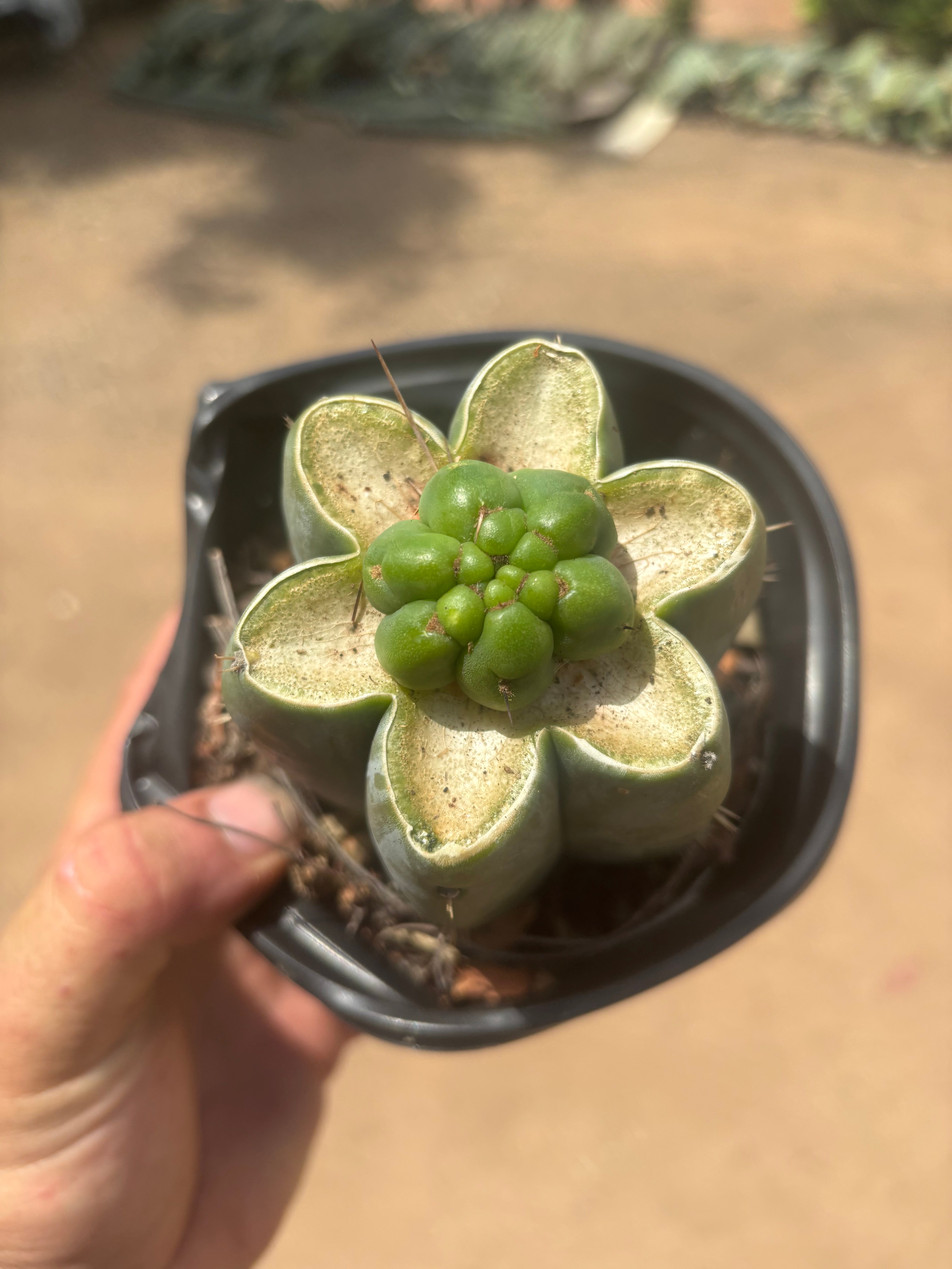 💎👑💎 Havran — Pup Graft on Rooted Shine01