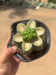 💎👑💎 Havran — Pup Graft on Rooted Shine01