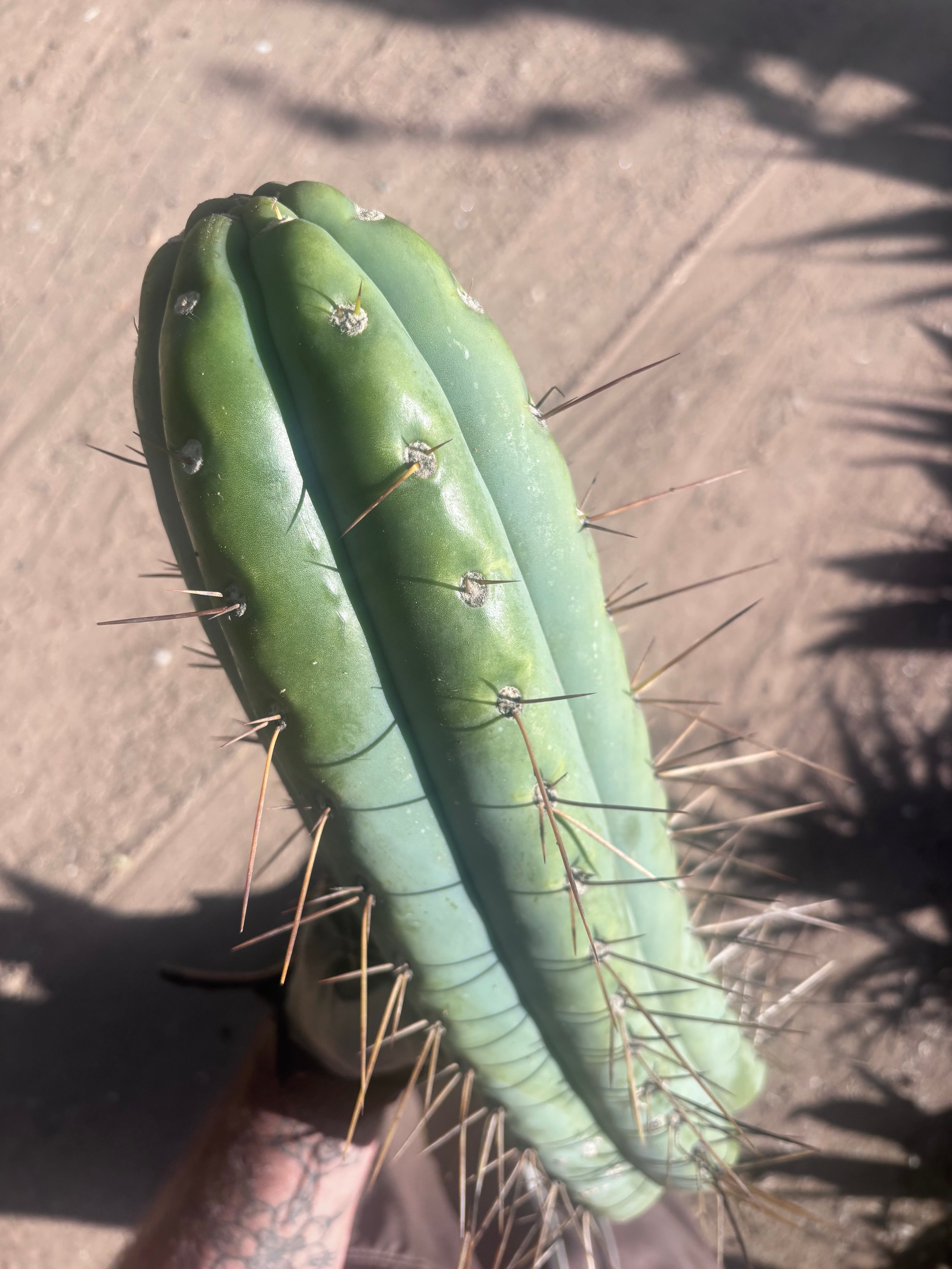 🌶️ SS02 x Kimura’s Spiny Giant  — Another Massive 16” Tip